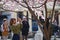 Sakura. Cherry blossom. Crowd of People take pictures of flowers