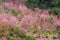 Sakura or Cherry blossom flower bloom on the little village at Doi Ang Khang