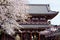 Sakura cherry blossom during Hanami time in front of Hozomon gate, Senso-ji Temple, Asakusa, Tokyo, Japan