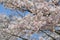 Sakura & x28;Cherry Blossom& x29; at Ho Park, Nagahama Castle - Nagahama,