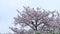 Sakura, cherry blossom, Japan in April