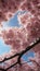 Sakura Cherry Blossom Macro Closeup for Mobile Wallpaper Background