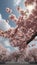 Sakura Cherry Blossom Macro Closeup for Mobile Wallpaper Background