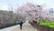 Sakura, Cherry blossom, Osaka Castle