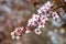 Sakura cherry blossom, soft focus. Nice spring background