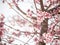 Sakura or Cherry blossom tree blooming in winter season