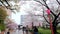 Sakura, Cherry blossom at Wakayama Castle