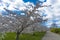 Sakura Cherry blossoming alley and beautiful blue sky with clouds. Wonderful scenic park with rows of blooming cherry sakura trees