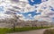 Sakura Cherry blossoming alley and beautiful blue sky with clouds. Wonderful scenic park with rows of blooming cherry sakura trees