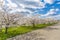Sakura Cherry blossoming alley and beautiful blue sky with clouds. Wonderful scenic park with rows of blooming cherry sakura trees