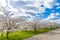 Sakura Cherry blossoming alley and beautiful blue sky with clouds. Wonderful scenic park with rows of blooming cherry sakura trees