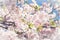 Sakura. Cherry blossoms japan. Pink spring blossom background.