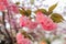 Sakura. Cherry blossoms japan. Pink spring blossom background.