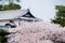 Sakura cherry blossoms tree in front traditional black wood roof in Japan,sakura full blooming turn to pink color, soft pink flowe