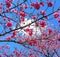 Sakura Cherry Blossum in Japan