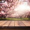 Sakura cherry tree blooms backgrounds with empty wooden table