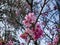 Sakura, cherry tree of happiness