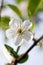 Sakura cherry white flower closeup view