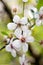 Sakura cherry white flower closeup view