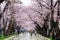 Sakura Festival,Niigata,Japan.