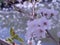 Sakura with Floral Rafts on the River