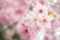 Sakura flower bloom blurry soft focus for dreamy concept background