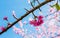 Sakura flower and cherry bossom