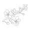 Sakura flower drawing, vector sketch hand drew illustration artistic, simplicity, coloring page isolated on white background.