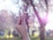 Sakura flower on mini heart finger over blurry sakura tree background with flare sunlight