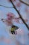 Sakura flower redbase jezebel butterfly