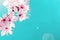 Sakura flower, spring blossom and April floral nature on blue background. Banner for 8 march, Happy Easter with place