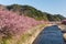 Sakura flower tree and river