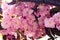 Sakura Flowers Background art Design. Spring Sakura Blossom
