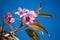 Sakura flowers ,beautiful plants on the moutains at Phu Lom Lo, Pho Hin Rong Kla nation park, Pitsanulok province,Thailand.