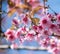 Sakura flowers ,beautiful plants on the moutains at Phu Lom Lo, Pho Hin Rong Kla nation park, Pitsanulok province,Thailand.