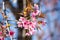 Sakura flowers ,beautiful plants on the moutains at Phu Lom Lo, Pho Hin Rong Kla nation park, Pitsanulok province,Thailand.