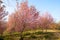 Sakura flowers blooming blossom in PhuLomLo Loei Province , Thai