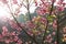 Sakura flowers blooming blossom during sunset