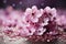 Sakura flowers on a lilac background. Floral banner, cherry blossoms