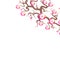 Sakura flowers Nature background with blossom branch of pink flowers. Cherry tree brown branches japanese card banner design paste