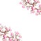 Sakura flowers Nature background with blossom branch of pink flowers. Cherry tree brown branches japanese card banner design paste