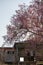 Sakura front the roof . Cherry Blossom In Springtime