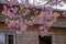 Sakura front the roof . Cherry Blossom In Springtime