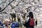 Sakura full bloom in park, Asian woman traveler sightseeing sakura cherry blossoms in spring season.