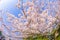 Sakura of the Great Buddha of Kamakura and full bloom