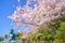 Sakura of the Great Buddha of Kamakura and full bloom