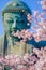 Sakura of the Great Buddha of Kamakura and full bloom
