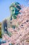 Sakura of the Great Buddha of Kamakura and full bloom