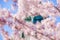Sakura of the Great Buddha of Kamakura and full bloom