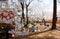 In Sakura Hanami, a popular leisure activity in spring, people have a picnic on the grassy ground